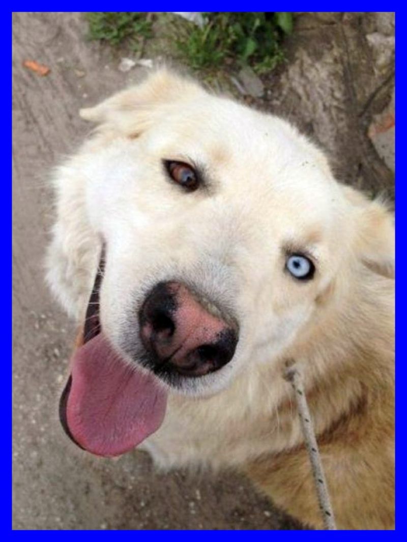 CELESTINO stupendo cagnolone con un occhio azzurro