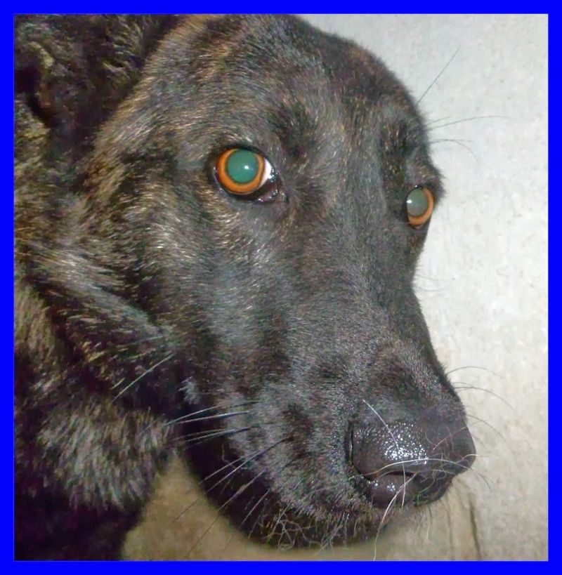 VOLATA ISABEL dolcissima cucciolona uno spreco d'amore da sola in un fredddo box