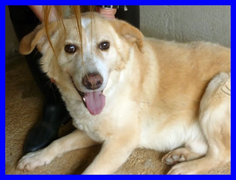 BURRASCA mix labrador dolcissimo perfetto per famiglie