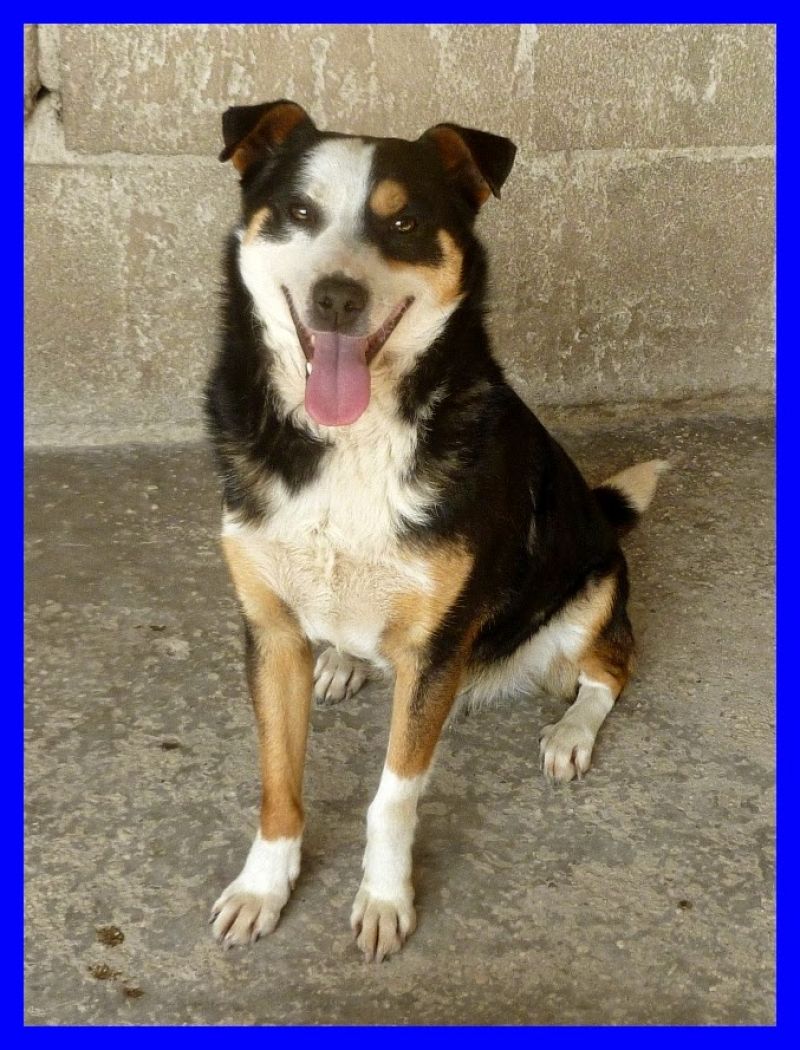 volato MIRTO pura razza fantasia ma bello come il sole