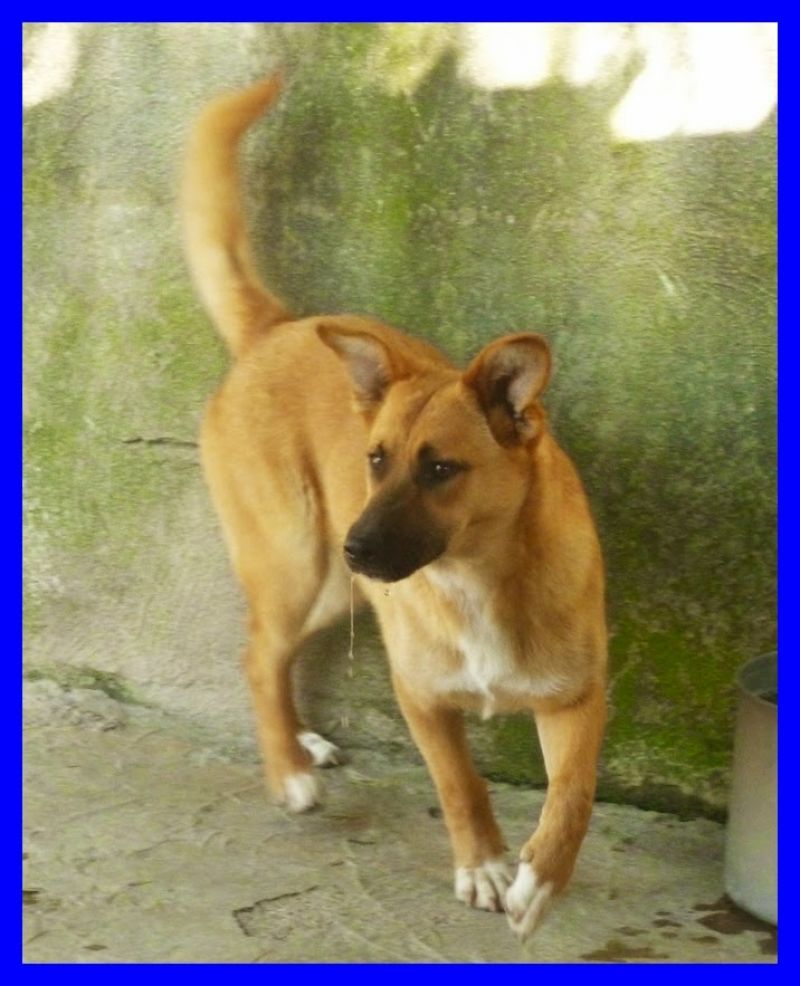 UMA cucciolona 9 mesi dire che è bella è poco