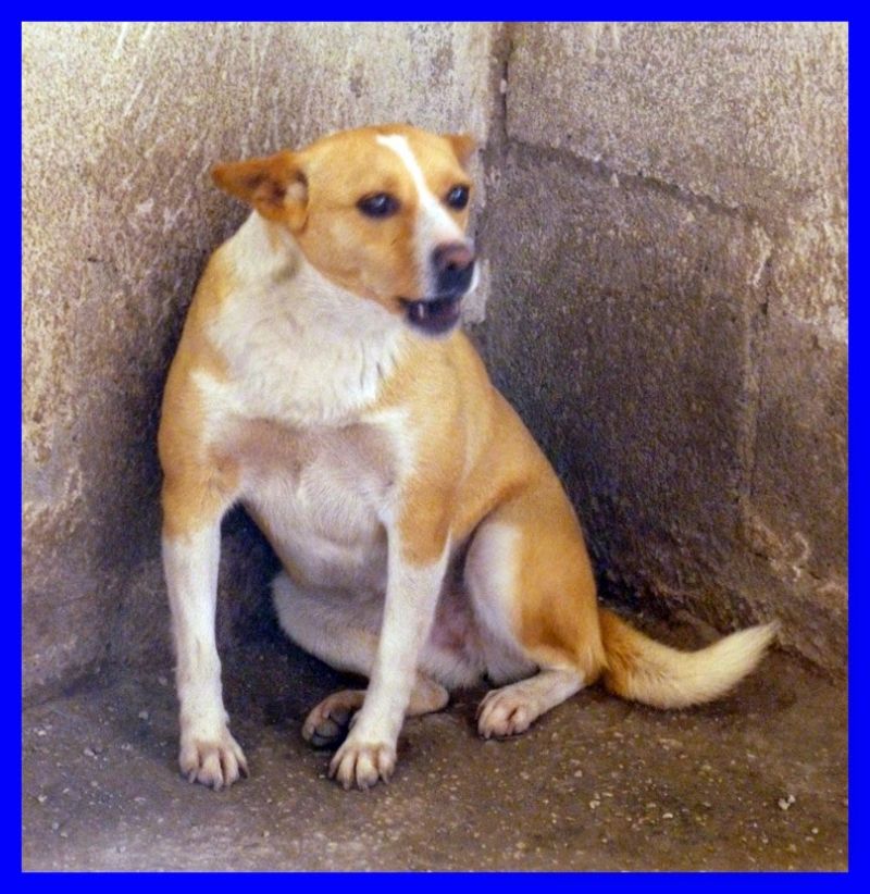 MAYBE piccola dolcezza spaventata in canile