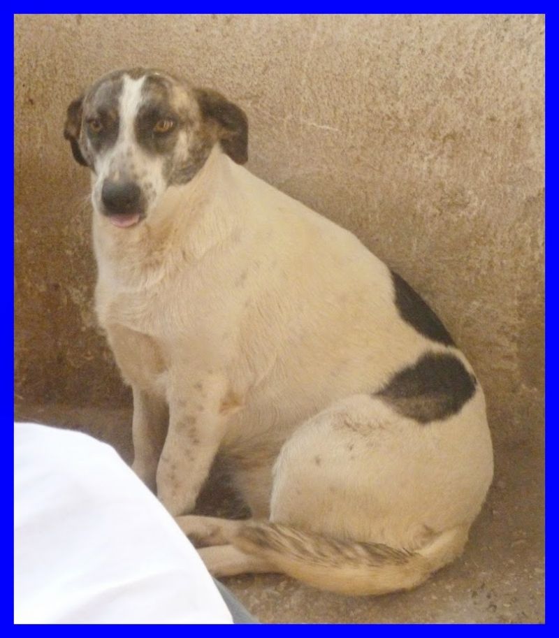 ADOTTATAAAAA PEGGY SUE povera stella non ha mai conosciuto carezza