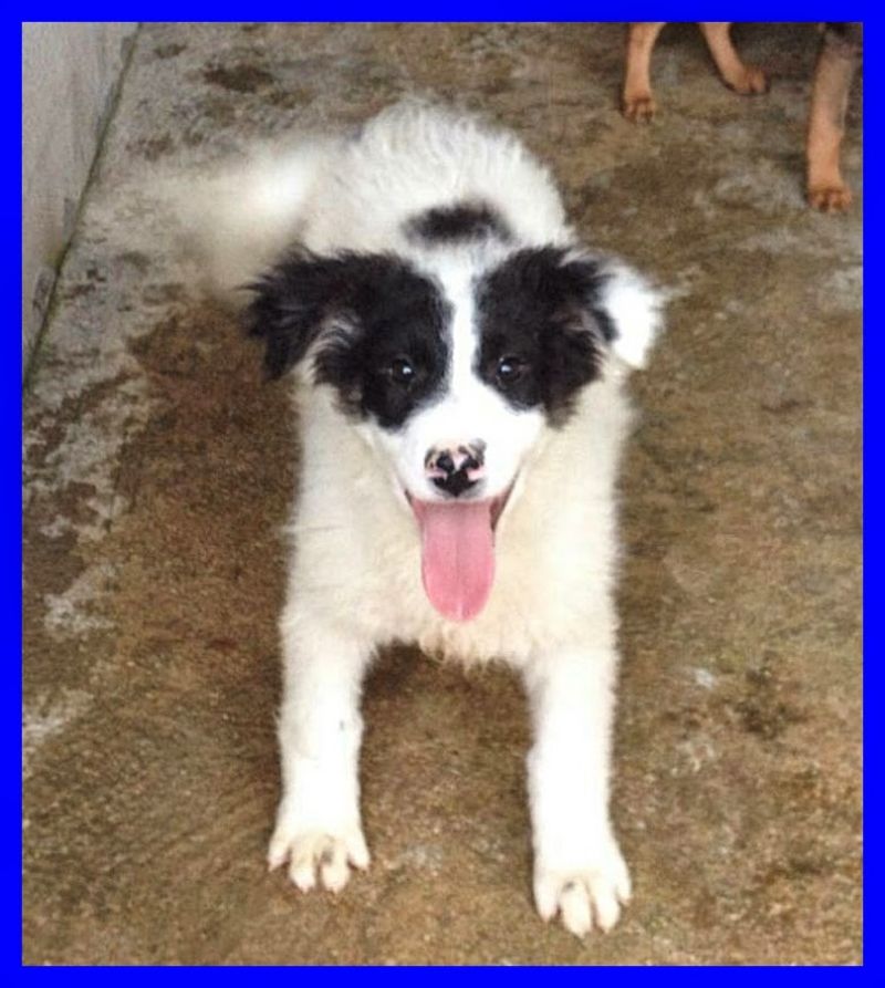 BOOGIE cucciolo 5 mesi mix border