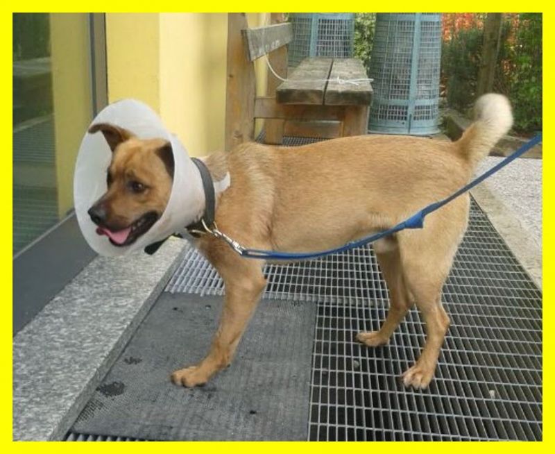 KLEDI ormai ha tre zampine ma è vispissimo