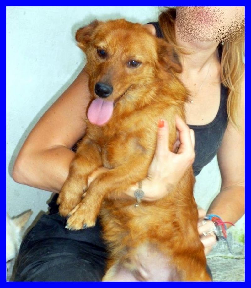 LINK tenerissimo cagnolino affettuosissimo