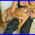 SBALLO cucciolone mix golden retriver con tanta voglia di vivere 