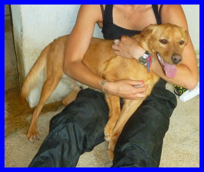 SBALLO cucciolone mix golden retriver con tanta voglia di vivere 