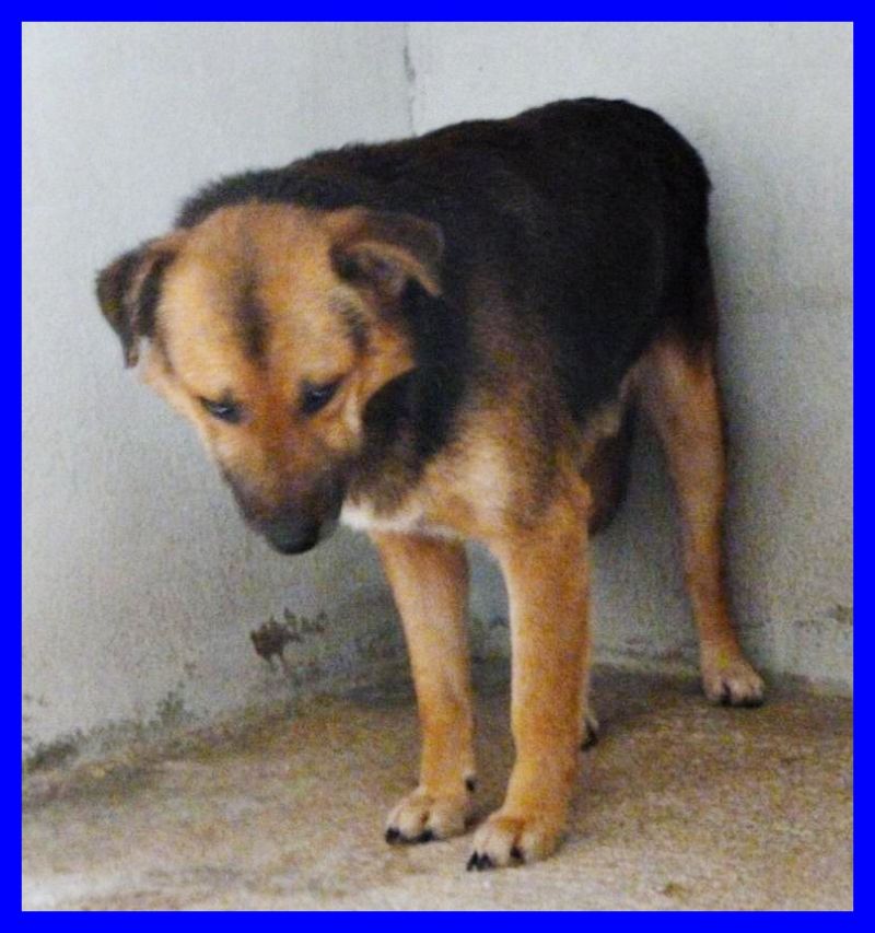 ABEL lupetto giovanissimo e troppo buono