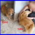 PIPPO E TONY da molto il loro appello gira ma nessuna richiesta