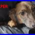 PIPER cucciolona dolcissima abbandonata sotto la pioggia