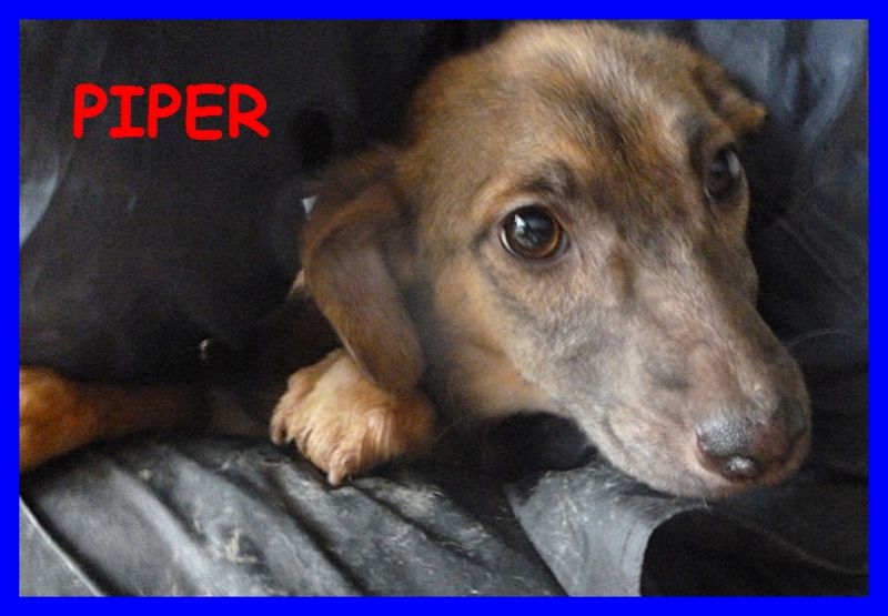 PIPER cucciolona dolcissima abbandonata sotto la pioggia