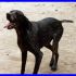 BLACKY bracco dolcissimo cerca famiglia che lo ami per sempre