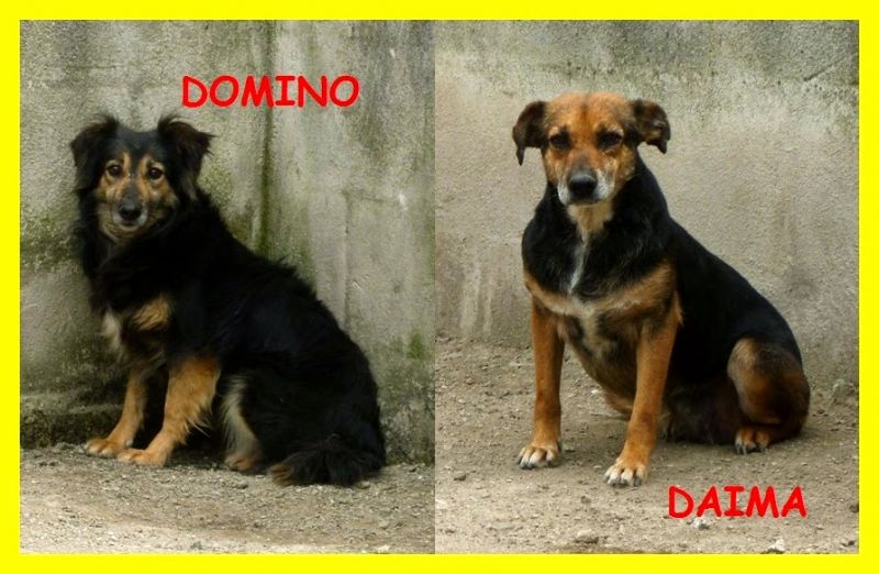 volati DOMINO E DAIMA due anime disperate chiedono pietà
