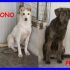 CRONO E PEKI serve adozione per questi due tesori