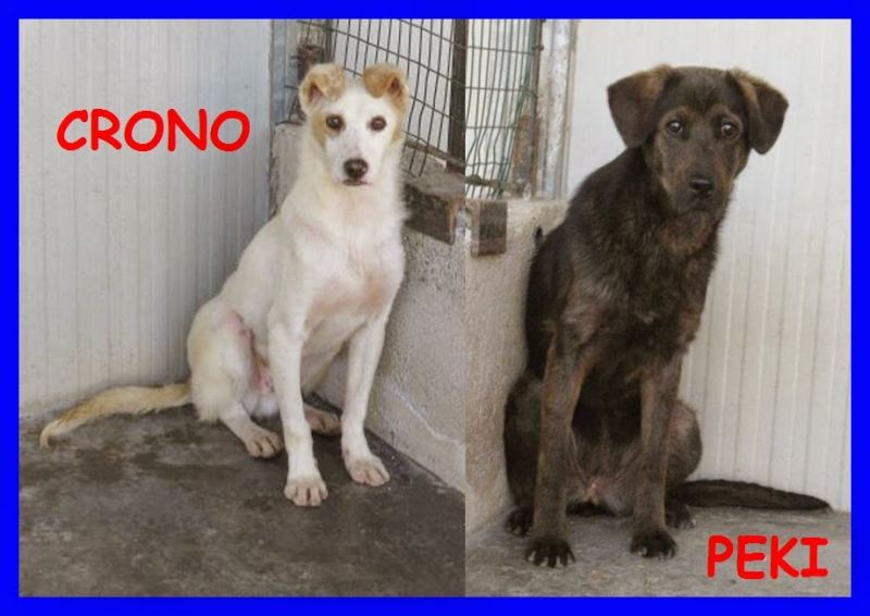 CRONO E PEKI serve adozione per questi due tesori