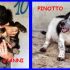 GIANNI E PINOTTO cuccioli 4 mesi mix setter