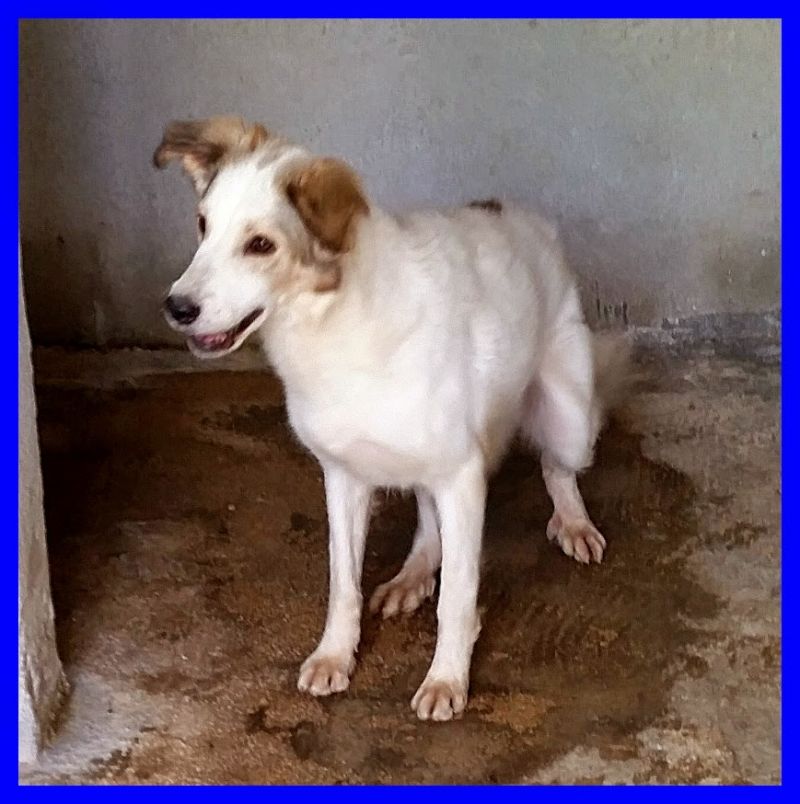 ROY troppo dolce per restare in un box