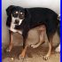 GEPPY simil beagle dolce e carina