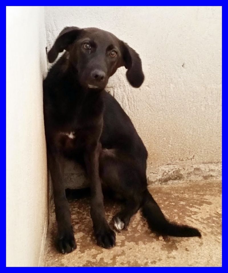 MAYA cucciolona medio piccola due occhi che parlano