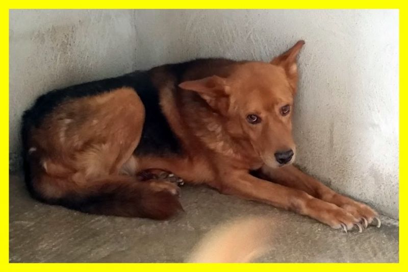 TULA bellissima pastore tedesco ADOZIONE D'AMORE