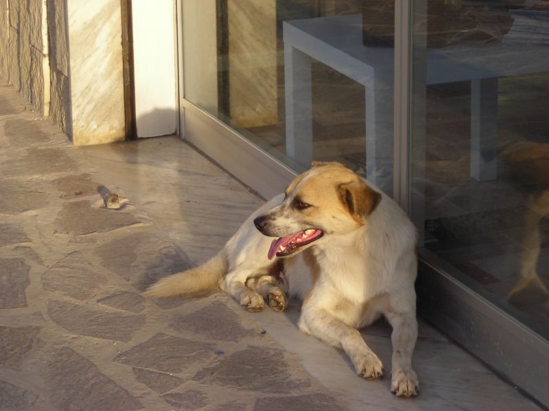ADOTTATO BILLY si sta lasciando morire è stato accalappiato