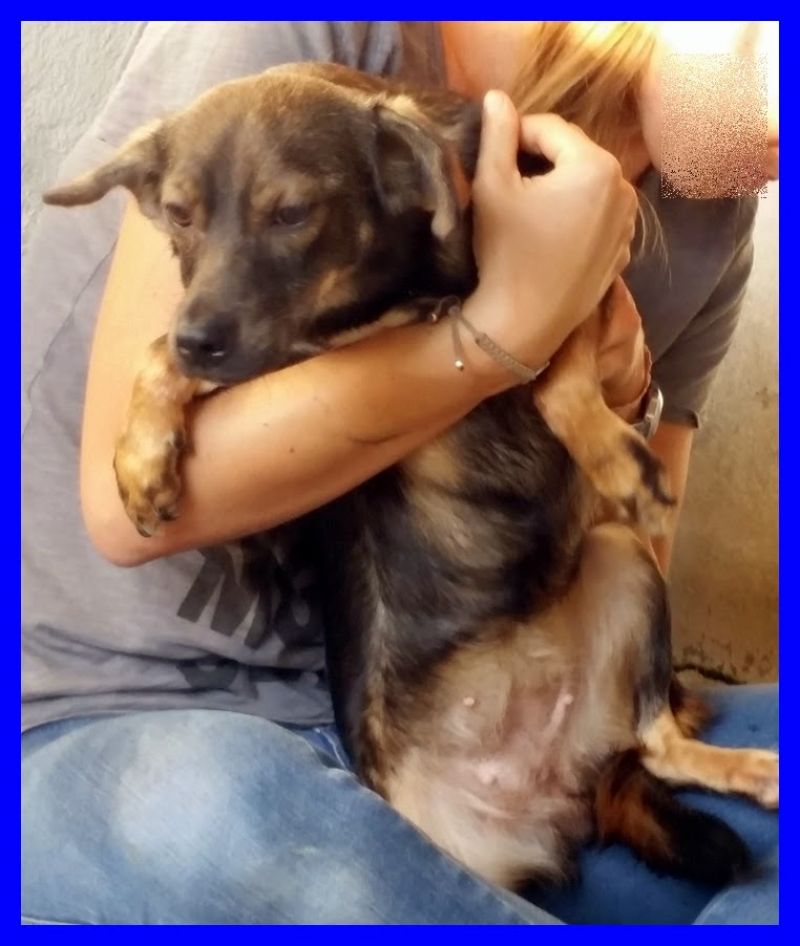 JEWEL cucciolona 1 anno taglia piccola ancora in canile