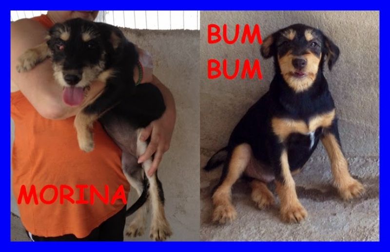 MORINA E BUM BUM cuccioli taglia medio piccola
