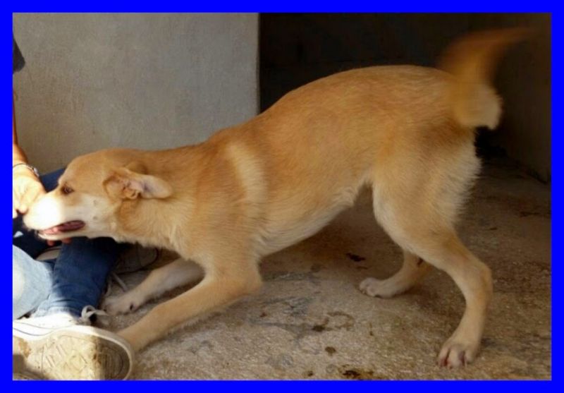 KEIKO cucciolone 9 mesi solare e giocherellone