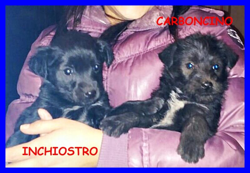 INCHIOSTRO E CARBONCINO cuccioli 2 mesi abbandonati nella spazzatura