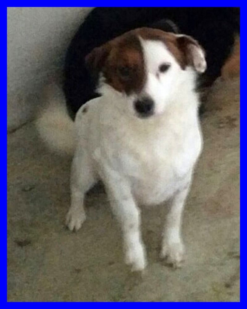 BACON nanerottolo bello e simpatico