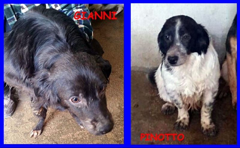 GIANNI E PINOTTO cuccioli 8 mesi SI STANNO AMMALANDO IN CANILE URGENTE