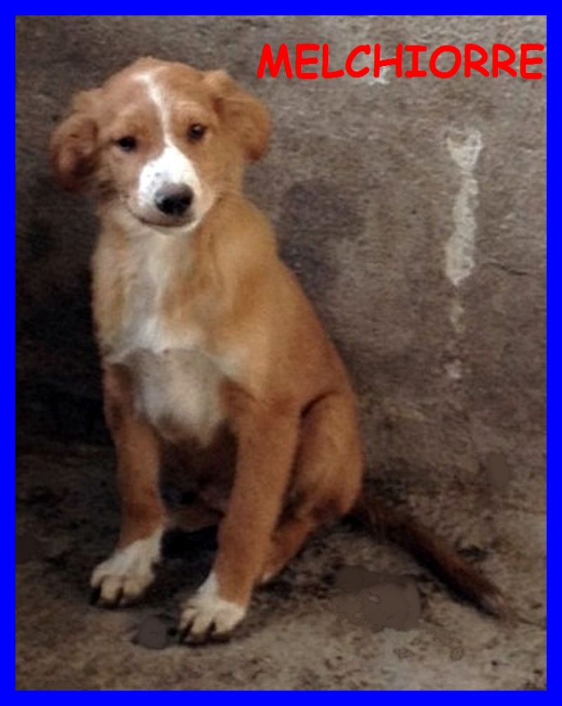 MELCHIORRE cucciolo 8 mesi taglia media