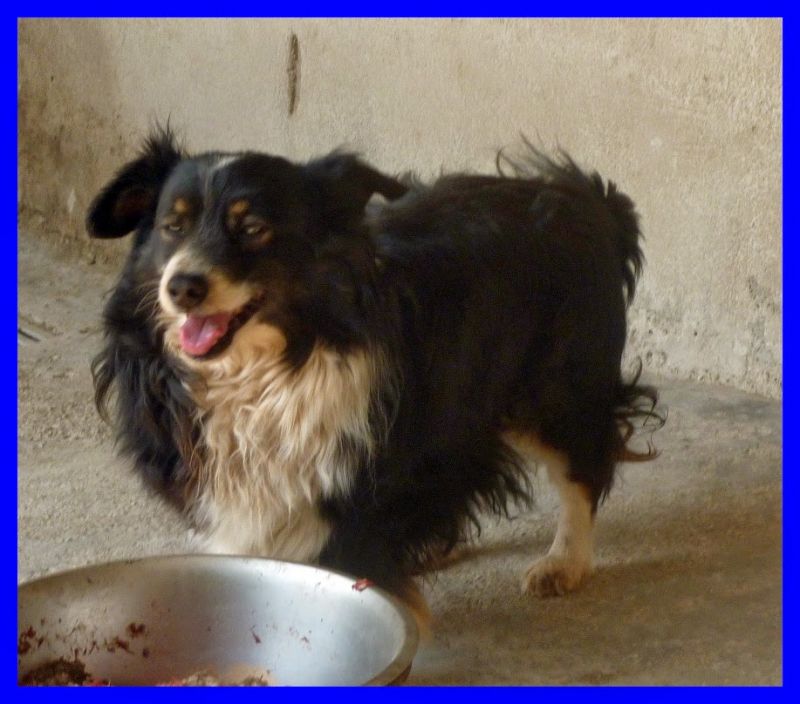 WI FI volpinetto carinissimo da 2 anni in canile