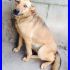 LODI mix labrador con gli occhi d'oro SPLENDIDA