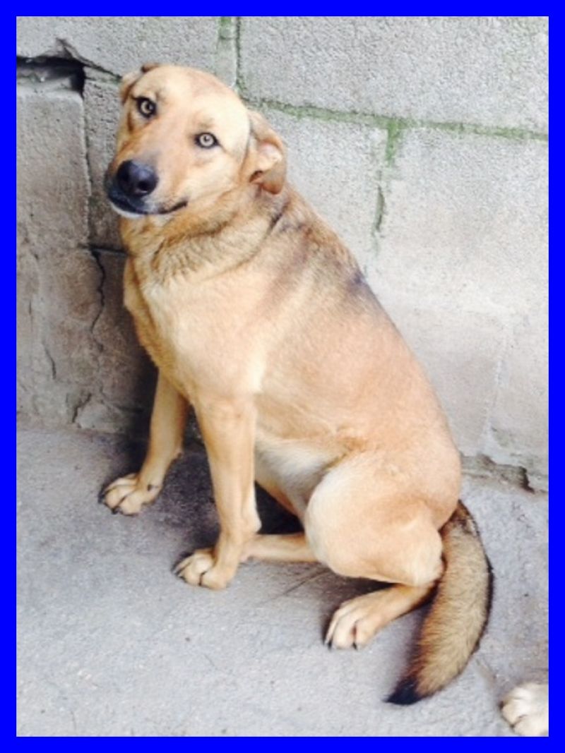 LODI mix labrador con gli occhi d'oro SPLENDIDA