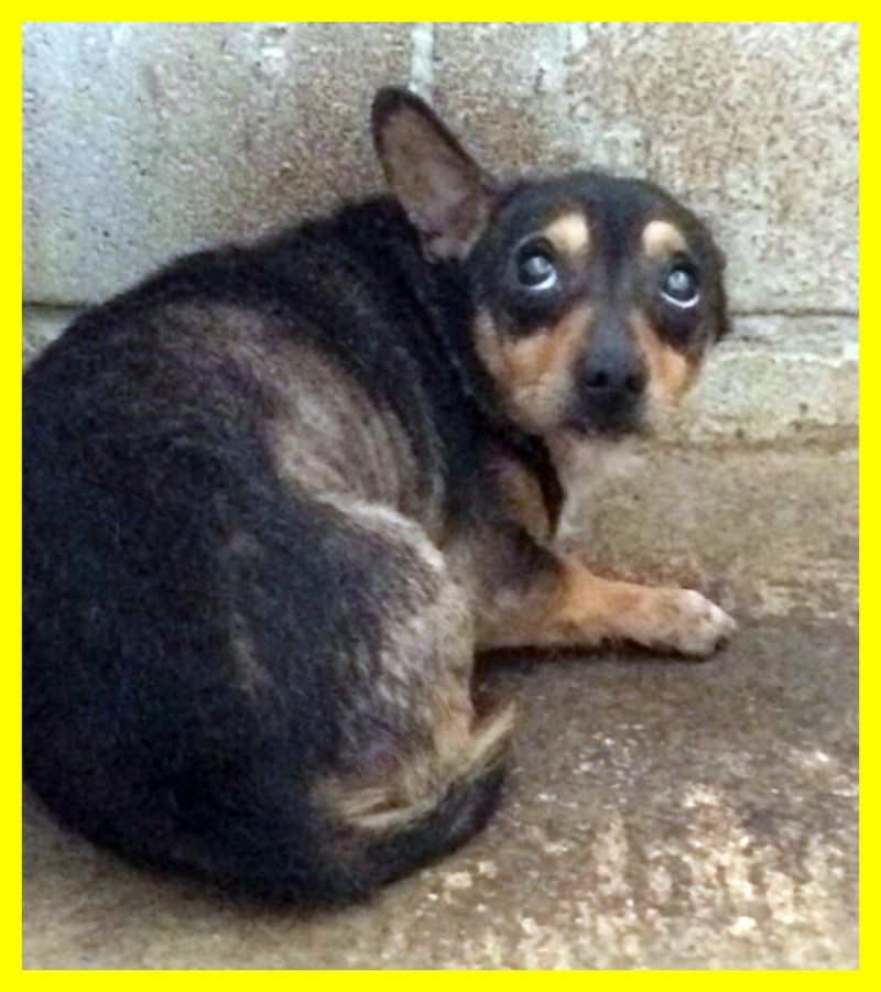 adottatoRIINGHIETTO pinscherino terrorizzato SERVE ADOZIONE D'AMORE