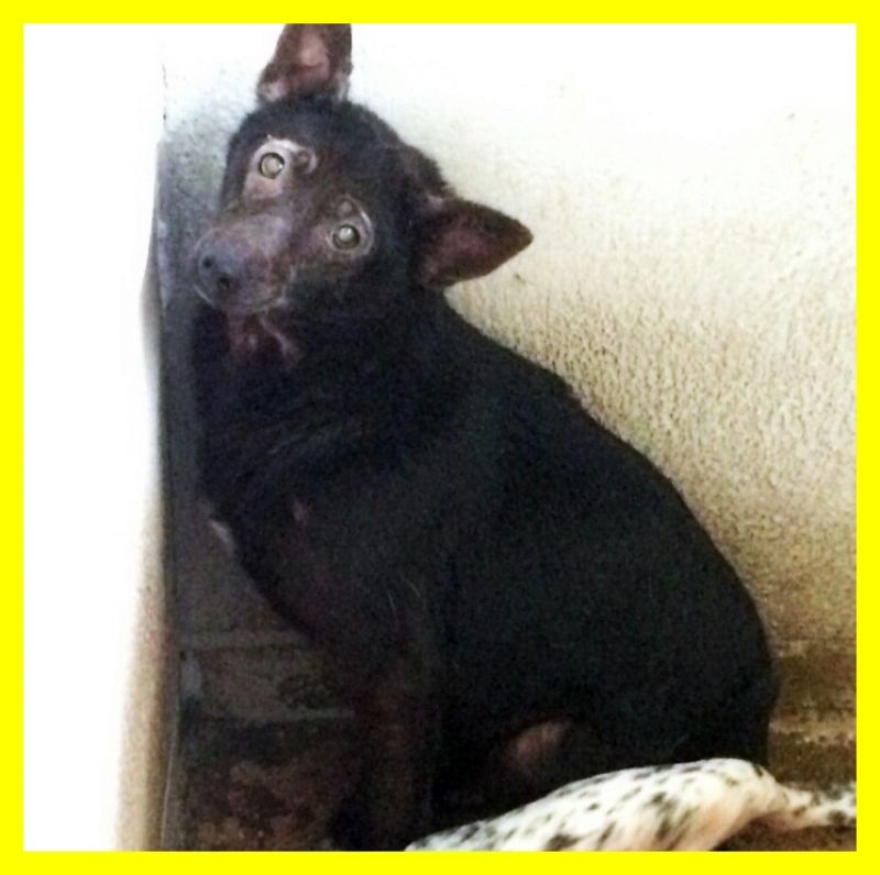 MILA ha solo 1 anno AIUTATECI A CURARLA ADOZIONE URGENTISSIMA