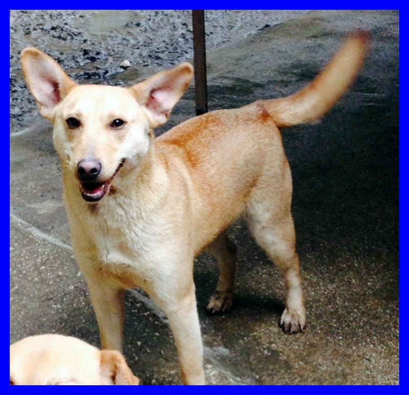 ARMIDA cucciolona di 1 anno in canile da sempre