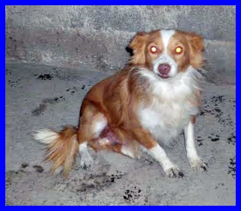 PRINCE volpinetto delizioso chiede di essere portato a casa