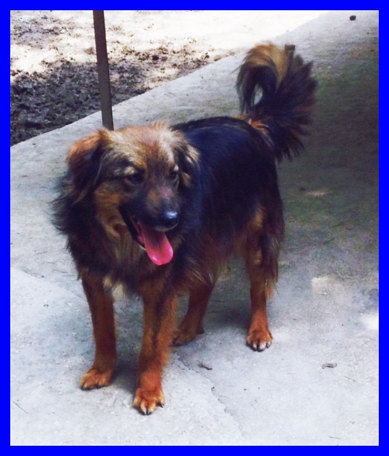 BORROMEO volpinotto bellissimo non ha più nulla