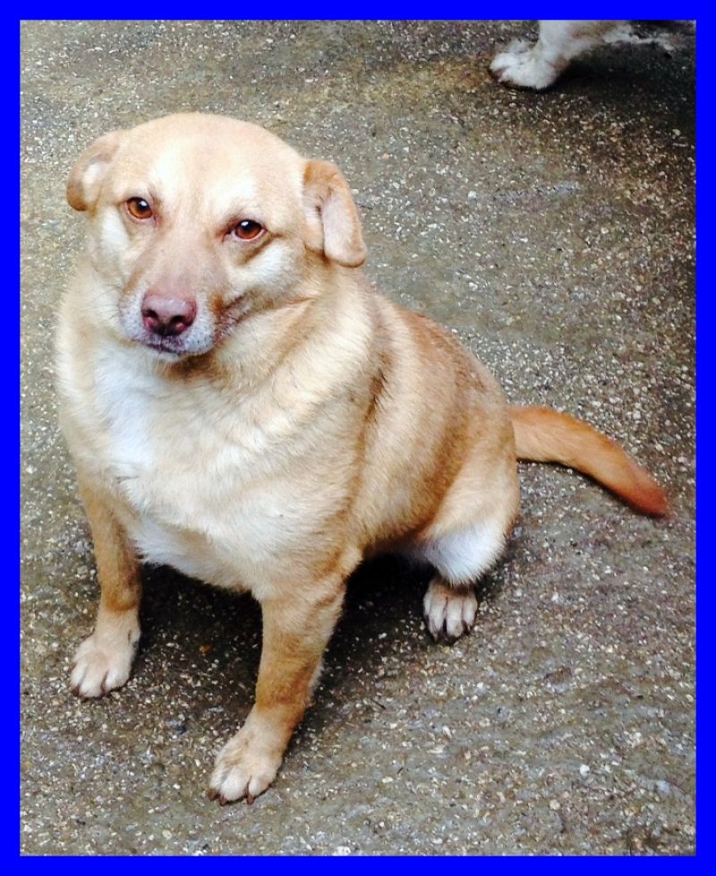 BAFFO buonissimo chiede aiuto con gli occhi