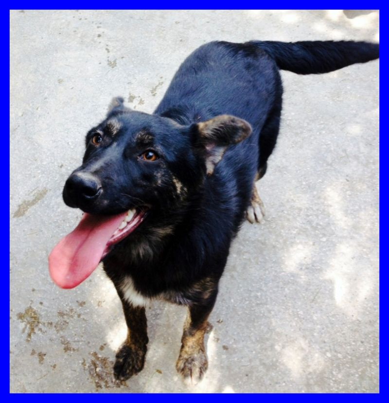 FLORINDA cucciolona 9 mesi dalla strada al canile