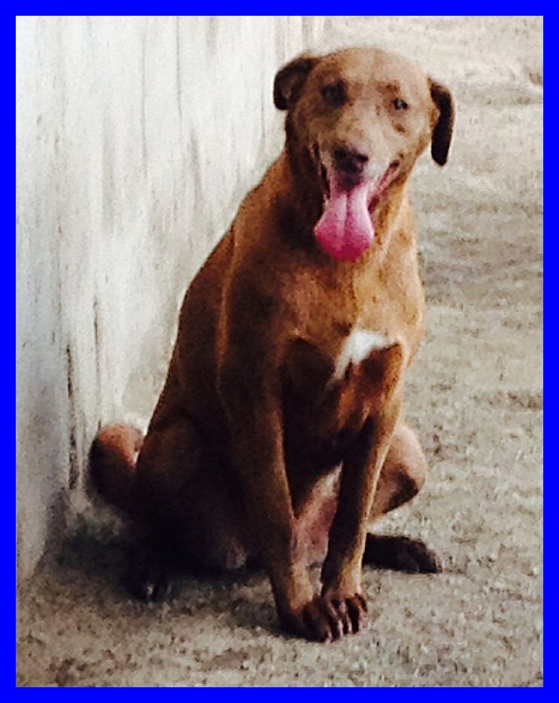 ARYA 4 anni riportata in canile dal padrone che non la vuole più