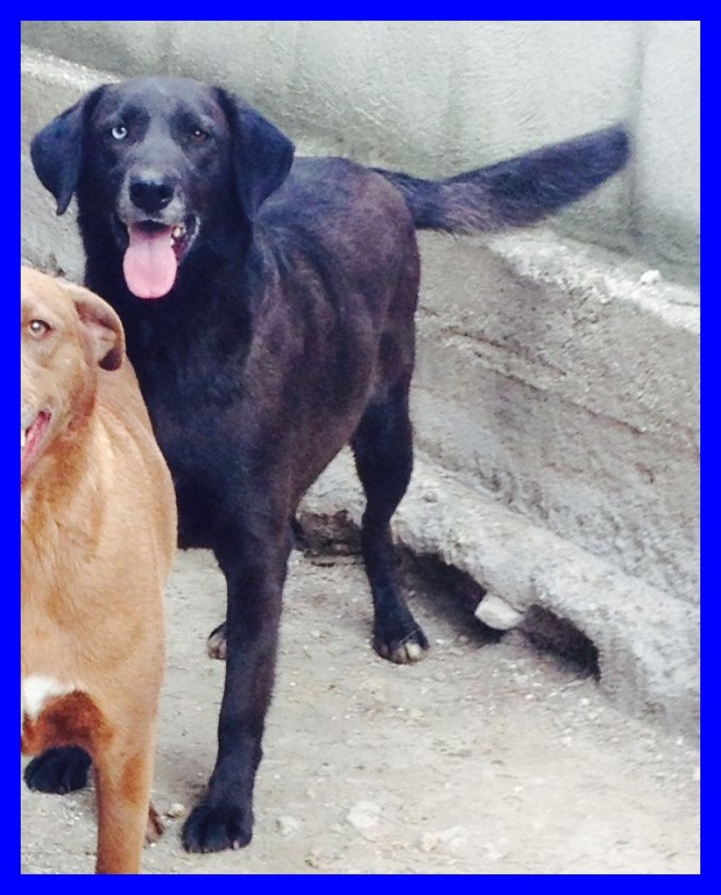 TULIPANO tg medio grande bellissima di una bontà infinita