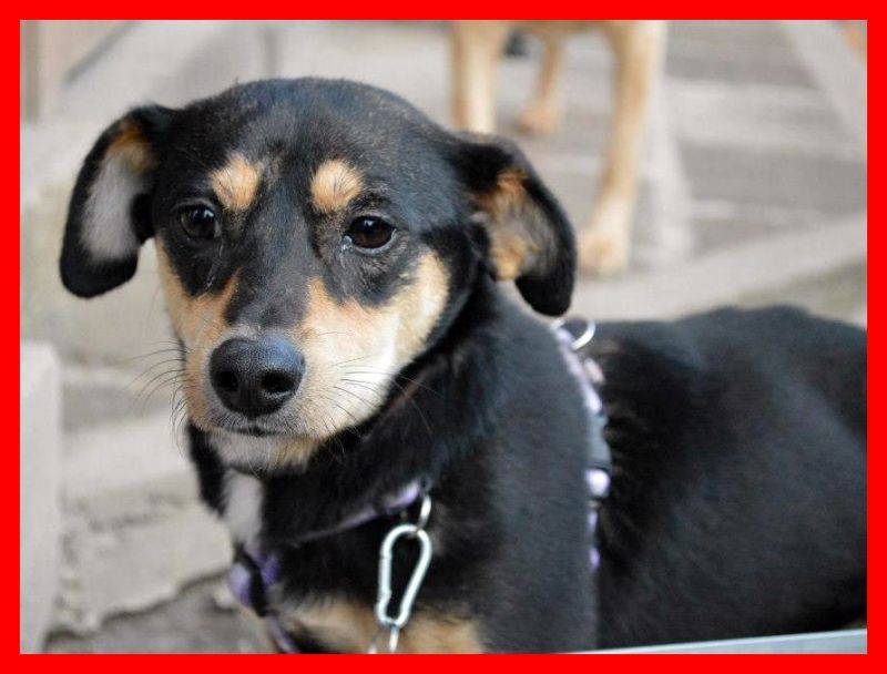 RUDY nessuno lo vuole perchè disabile da 3 anni in stallo