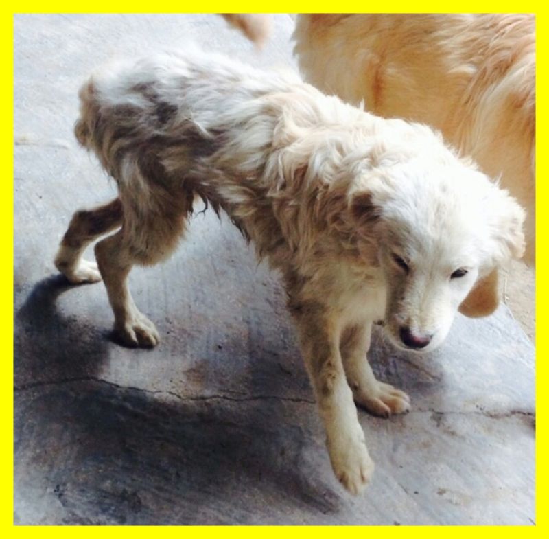 AGNETHA cucciola aggredita in canile ADOZIONE D'AMORE