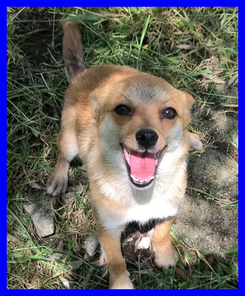 ADOTTATA MONICA vive in strada vogliono avvelenarla URGENTISSIMO