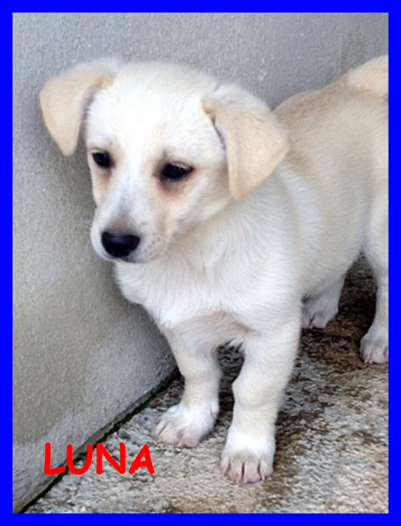 ADOTTATE   SOLE E LUNA cucciole 3 mesi tg piccola gemelline in canile