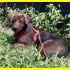 PEKI mix labradorina chocolate 2 anni